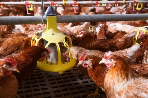 The 2026 outlook for poultry producers