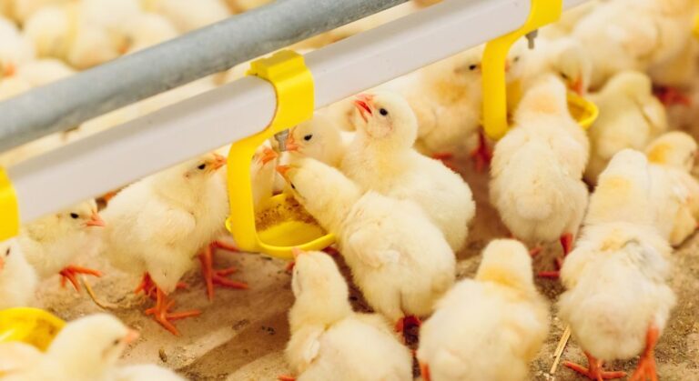 The 2026 outlook for poultry producers